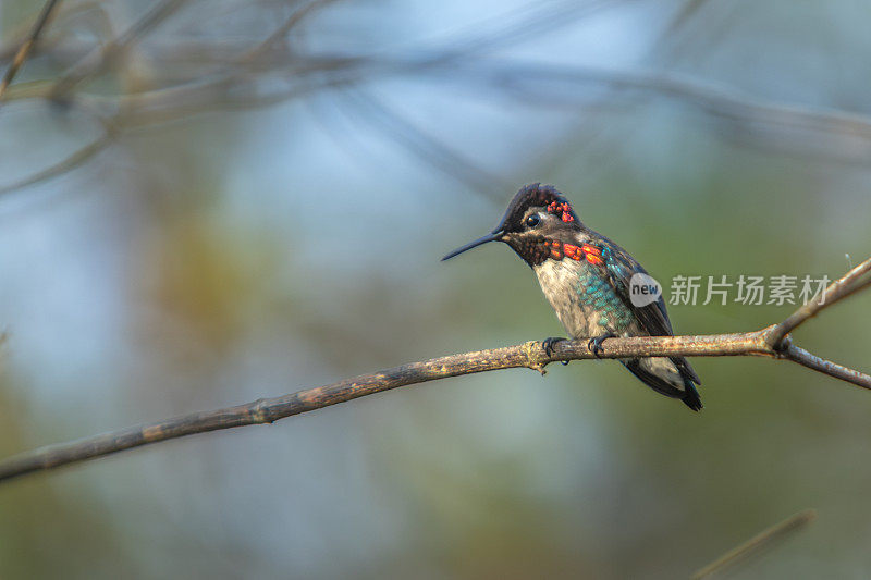 蜜蜂蜂鸟，Zunzuncito o Pajaro mosca， (Calypte helenae)， Colibri d'Éléna。